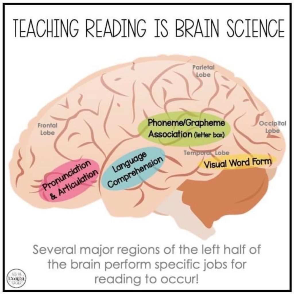 parts of the brain that have jobs when we read